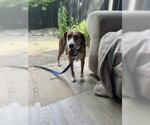 Small #1 Beagle Mix
