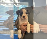 Small Photo #2 Boxer Puppy For Sale in SCOBEY, MS, USA