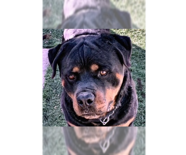 Medium Photo #11 Rottweiler Puppy For Sale in Gilbert, AZ, USA