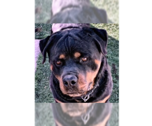 Gazan - Male Rottweiler Dog for Adoption - Photo #11