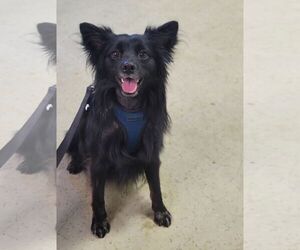 Pogo - Male Pomsky Dog for Adoption - Photo #10