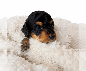 Medium Aussie-Poo-Bernedoodle Mix