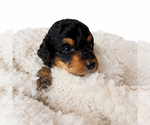 Puppy Bourbon Aussie-Poo-Bernedoodle Mix