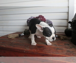Small Photo #1 Faux Frenchbo Bulldog Puppy For Sale in SEARS, MI, USA