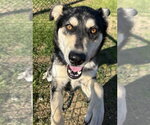 Small #3 Siberian Husky Mix