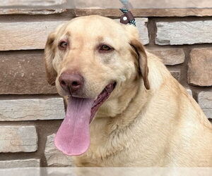 Labrador Retriever Dogs for adoption in Clovis, CA, USA