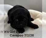 Small #2 Cavapoo (Miniature)