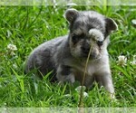 Small #6 French Bulldog