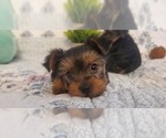 Small Photo #12 Yorkshire Terrier Puppy For Sale in GLENDALE, AZ, USA