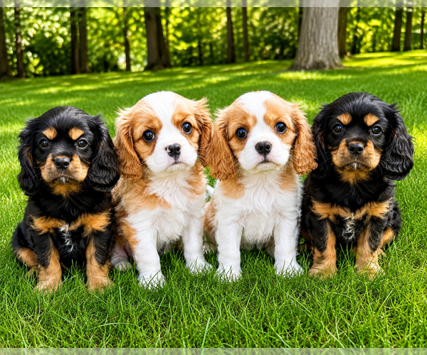 Medium Photo #1 Cavalier King Charles Spaniel Puppy For Sale in FAIR HAVEN, MI, USA