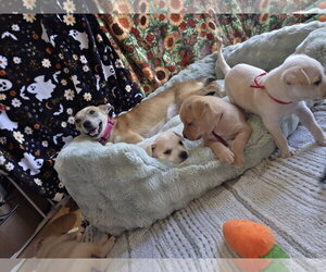 Amber - Willow Mae Litter - Male Mutt Dog for Adoption - Photo #3