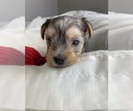 Baby Boy Red - Male Yorkshire Terrier Puppy for Sale - Photo #3