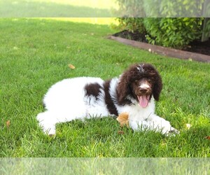 Poodle (Standard) Puppy for sale in OGDEN, UT, USA