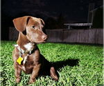 Small #7 Dachshund-Labrador Retriever Mix
