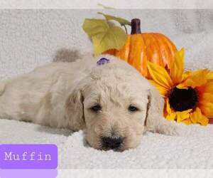 Goldendoodle Puppy for sale in AIKEN, SC, USA