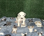 Puppy Kai Dalmatian
