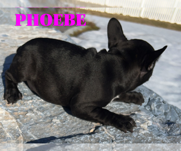 Medium Photo #4 French Bulldog Puppy For Sale in CLARKSTON, UT, USA