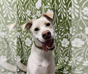 Labrador Retriever-Unknown Mix Dogs for adoption in Fairbanks, AK, USA