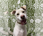 Small Labrador Retriever Mix
