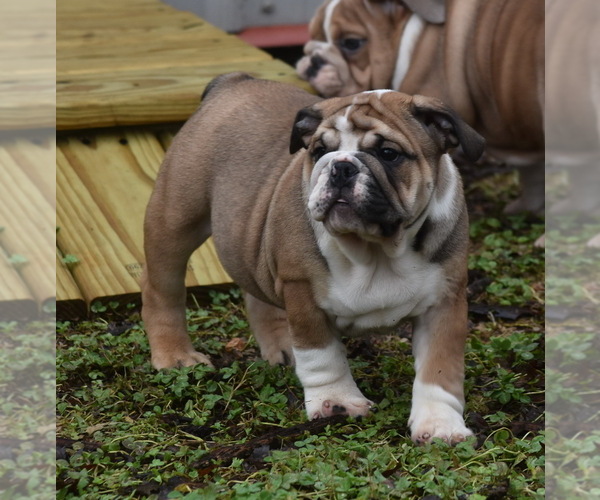 Medium Photo #5 Bulldog Puppy For Sale in ASH FLAT, AR, USA