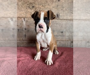 Boxer Puppy for sale in VERMONTVILLE, MI, USA
