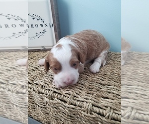 Bernedoodle-Miniature Bernedoodle Mix Puppy for sale in LAKE CITY, FL, USA