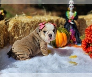 English Bulldog Puppy for Sale in CRANSTON, Rhode Island USA