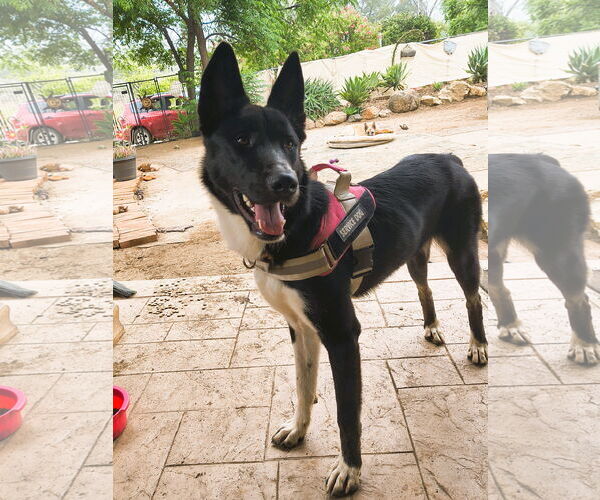Medium Photo #3 Akita-Unknown Mix Puppy For Sale in Fallbrook, CA, USA