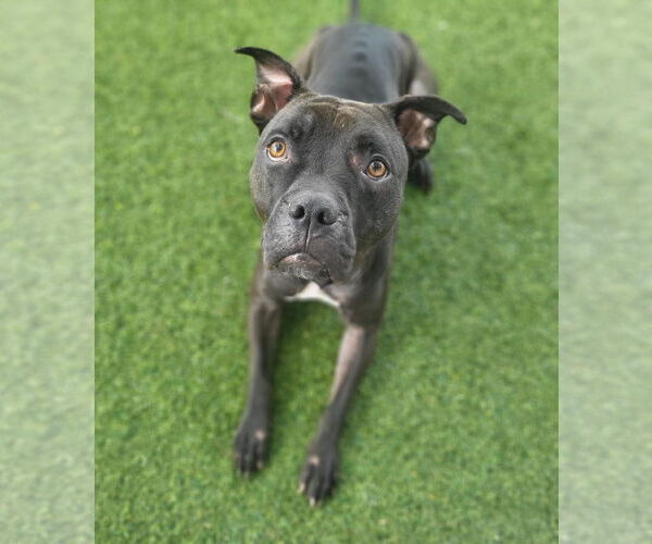 Medium Photo #28 Mutt Puppy For Sale in Pompano Beach , FL, USA