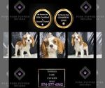 Puppy Toddles UABR Cavalier King Charles Spaniel