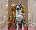 Small American Pit Bull Terrier Mix