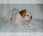 Small Photo #1 English Bulldog Puppy For Sale in NORCO, CA, USA
