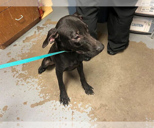 Medium Photo #1 Labrador Retriever-Unknown Mix Puppy For Sale in Ocala, FL, USA