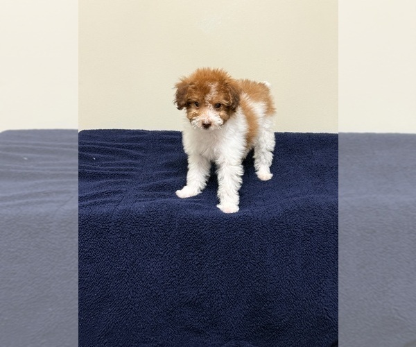 Medium Photo #14 Pom-A-Poo Puppy For Sale in OWINGS, MD, USA