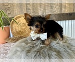 Small #4 Yorkshire Terrier