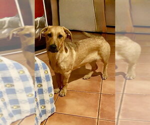 Jojo - Male Labrador Retriever Dog for Adoption - Photo #13