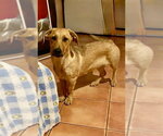 Small Photo #13 Labrador Retriever Puppy For Sale in San Diego, CA, USA