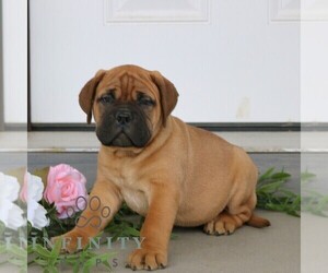 Bullmastiff Puppy for sale in NEW HOLLAND, PA, USA