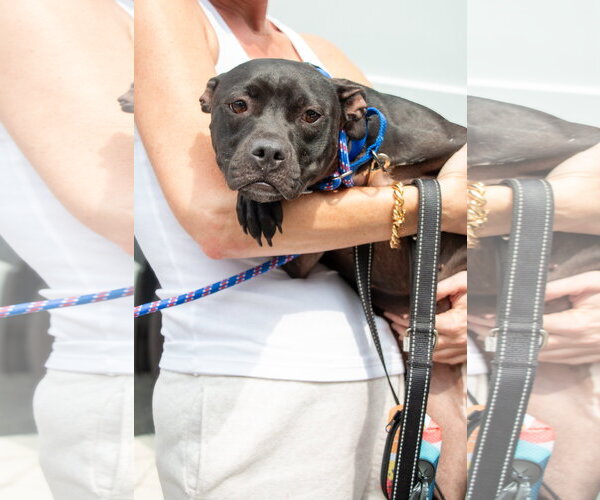 Medium Photo #3 American Staffordshire Terrier-Unknown Mix Puppy For Sale in Oakhurst, NJ, USA
