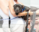Small #2 American Staffordshire Terrier Mix
