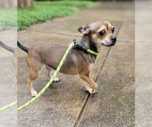 Medium Photo #8 Chihuahua-Unknown Mix Puppy For Sale in New York, NY, USA