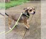 Small Photo #8 Chihuahua-Unknown Mix Puppy For Sale in New York, NY, USA