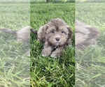 Small Photo #6 Lhasa-Poo Puppy For Sale in CANOGA, NY, USA