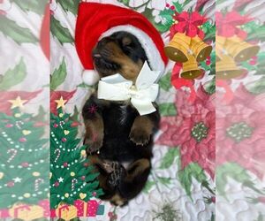 Rottweiler Puppy for sale in DRAPER, VA, USA