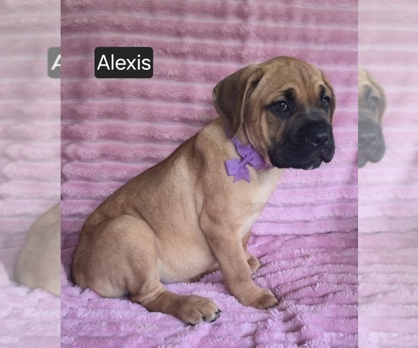 Medium Photo #1 Cane Corso Puppy For Sale in MINERAL WELLS, WV, USA