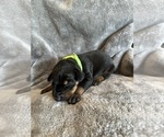 Puppy LiteGreenCollar Doberman Pinscher