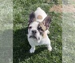 Small Photo #3 French Bulldog Puppy For Sale in Hesperia, CA, USA