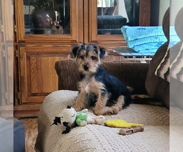 Medium Photo #2 Havashire Puppy For Sale in CHICKASHA, OK, USA
