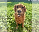 Small Photo #1 Golden Retriever Puppy For Sale in St. Louis Park, MN, USA