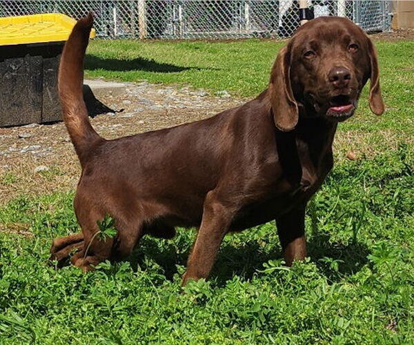 Medium Photo #3 Labrador Retriever-Unknown Mix Puppy For Sale in Wetumpka, AL, USA